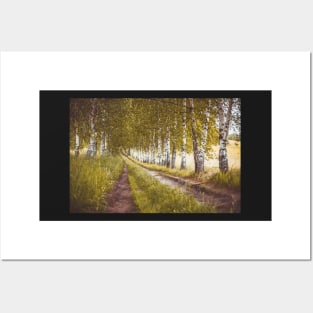 Autumn birches alley Posters and Art